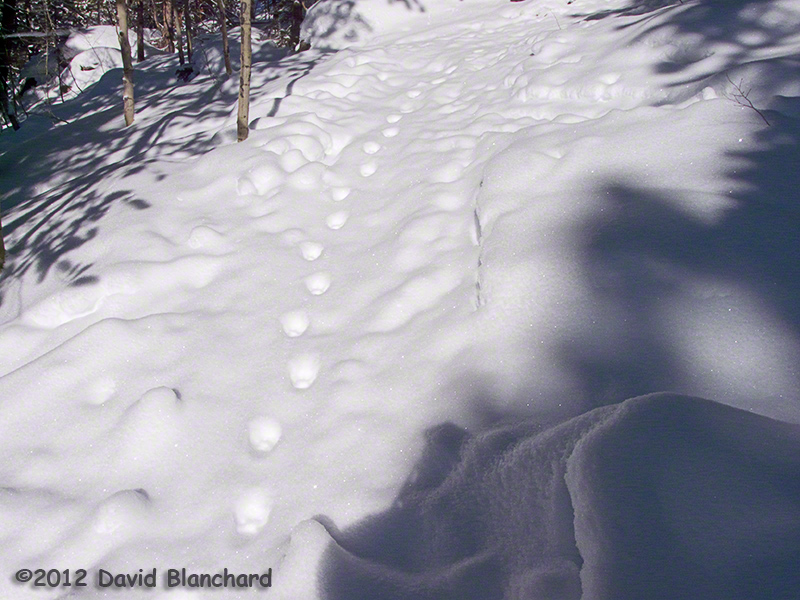 mountain lion paw print in snow
