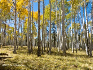 Arizona Trail and FR418.