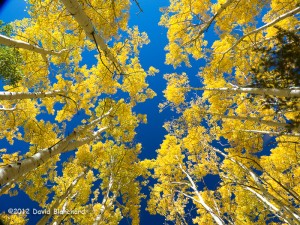 Deep blue sky and aspen along the Arizona Trail.