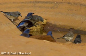 Birds gather at a water hole.