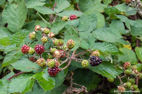 A late season crop of ripening blackberries along West Fork.