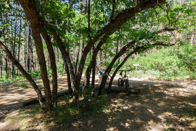 The start of Dry Fork Trail under a stand of oak trees.