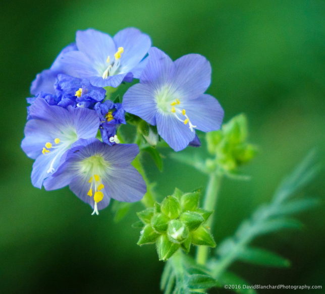 The wildflowers were fabulous!