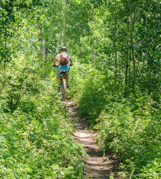 Climbing through the ferns and aspen on the Colorado Trail.