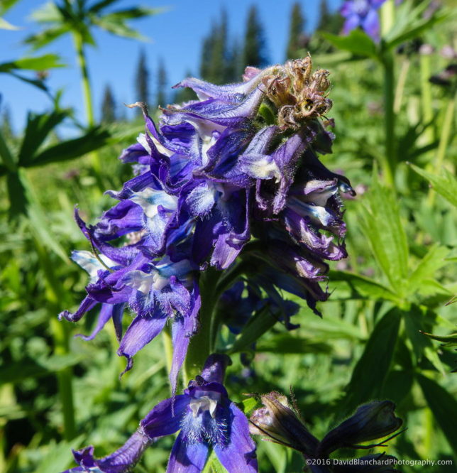 Larkspur along the Engineer Mountain trail.