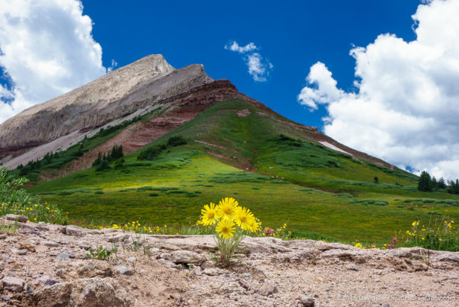 Wildflowers and mountain.