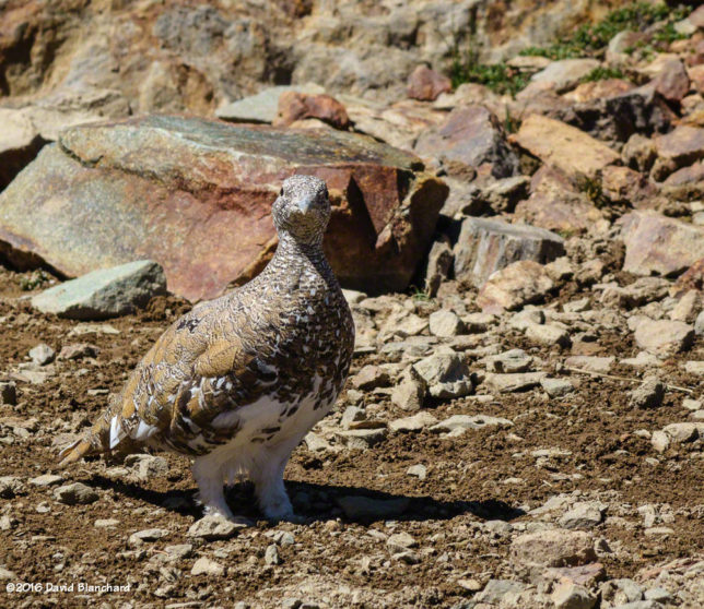 A <a href='https://en.wikipedia.org/wiki/White-tailed_ptarmigan' target='_blank'>ptarmigan</a> walks towards me and then poses for his portrait.