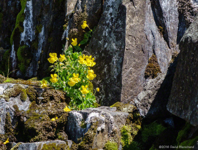 Yellow Columbines on the trail near Summit Lake.