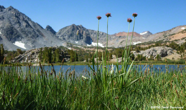 Wild onions stand tall against a backdrop of distant mountains.