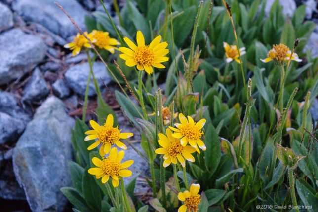  Yellow<a href='https://en.wikipedia.org/wiki/Arnica' target='_blank'> Arnica flowers </a>at twilight.