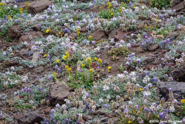 Field of wild flowers on Pacific Crest Trail.