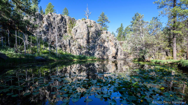 Lily pads and reflections at Pomeroy Tanks, Sycamore Rim Trail.