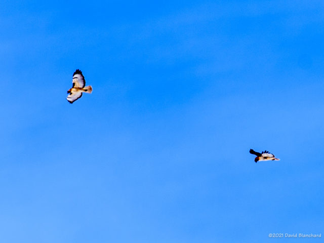 Two (of three) hawk near Mormon Lake.