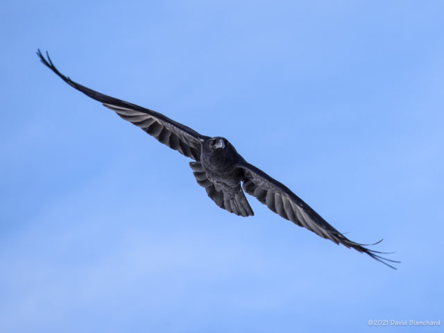 Raven riding the updrafts near Mormon Lake.