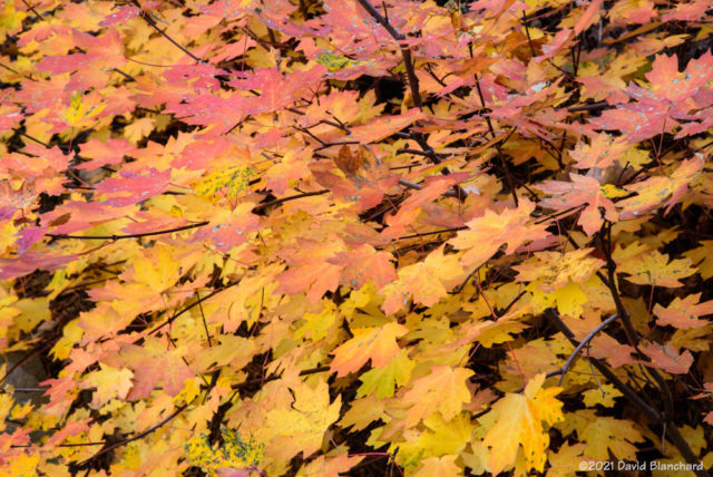Maple leaves in upper Oak Creek Canyon.