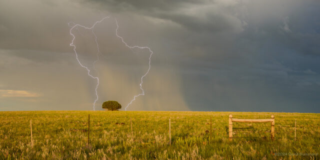 A lightning bolt with multiple landing points frames a tree on the grasslands of Anderson Mesa.