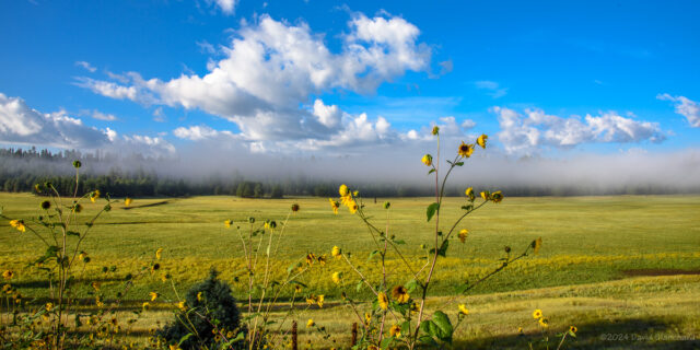 Sunflowers and fog at Lower Lake Mary.