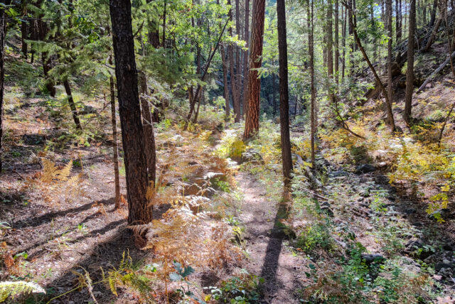 The trail in Kelly Canyon.