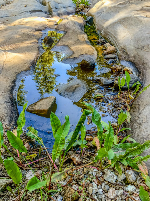 A shallow pool in Kelly Canyon.