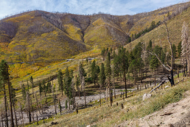 View of the burned mountainside along Waterline Road in the San Francisco Peaks. New growth is already sprouting.