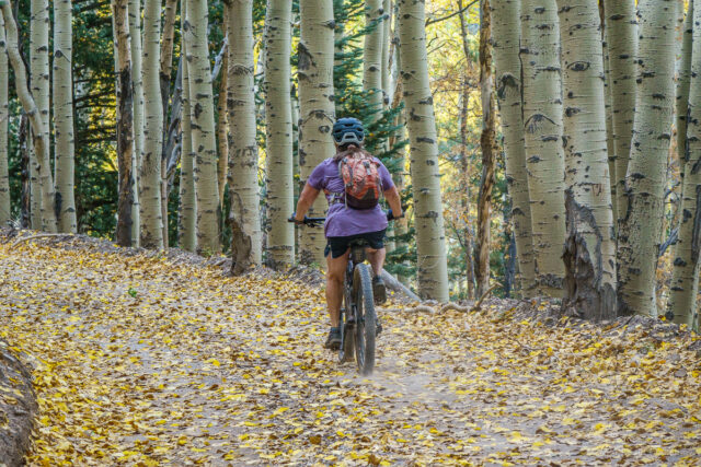 Riding on Waterline Road in the San Francisco Peaks. We've finally left the burn scar and have entered the aspen groves.