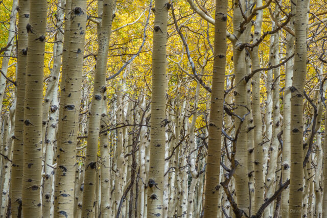 Aspen trees starting to show autumn colors along Waterline Road.