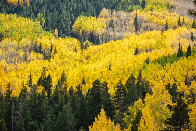 A view into the Inner Basin from above shows colorful aspens.