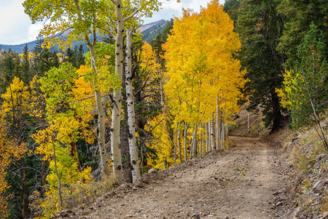 A stand of aspen along Waterline Road with the high peaks surrounding the Inner Basin visible in the distance.