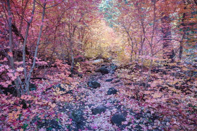 The North Wilson Trail climbs out of Oak Creek Canyon and goes through a stand of maple trees. Leaves on trees and on the ground make this a favorite for fall photographs.