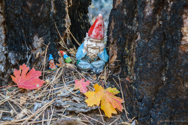 Not really about fall colors but we spotted this little gnome statuette off to the side of the trail. Never know what you will find on a hike!