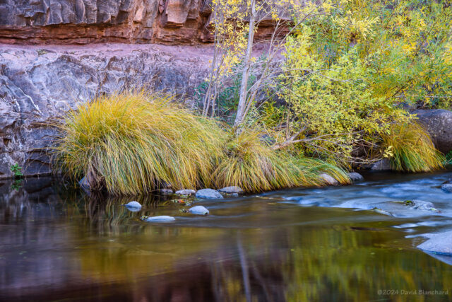 Trees and grasses with reflections at Grasshopper Point in Oak Creek Canyon.