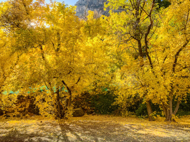 Brightly coloredl trees at Indian Gardens in Oak Creek Canyon.